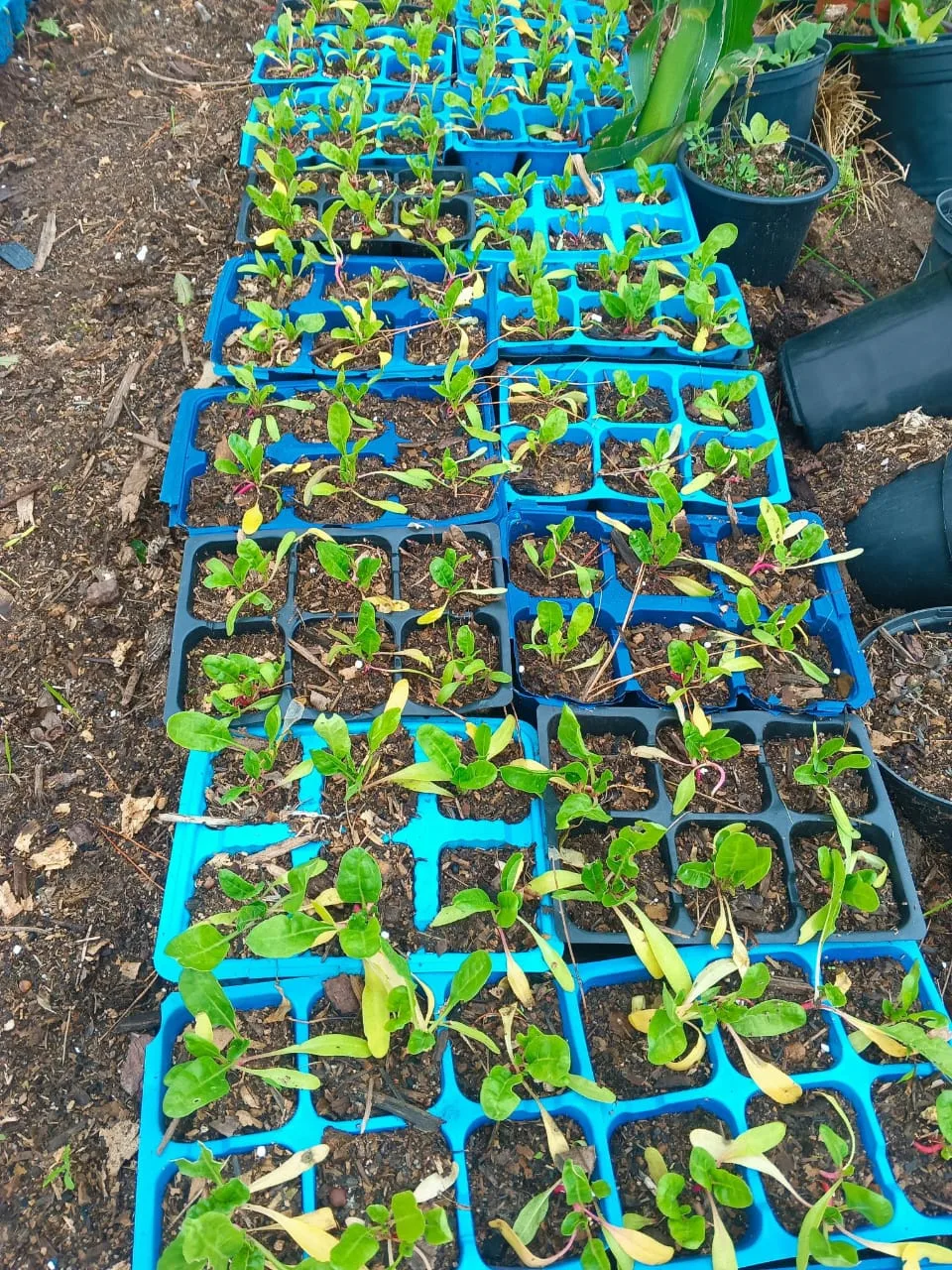 Spinach and leafy seedlings in trays ready to plant