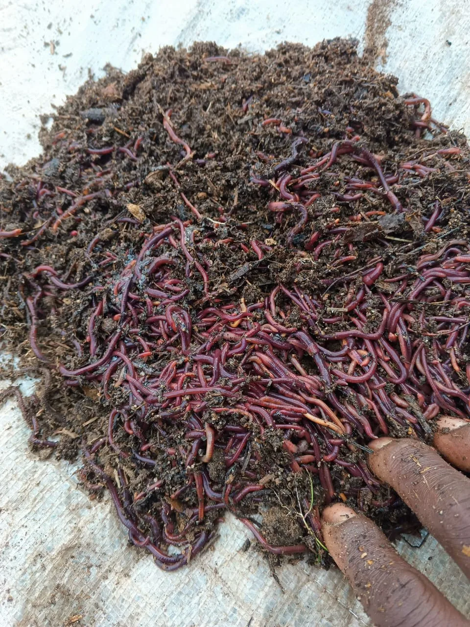 Green Finger landscaping and compost work
