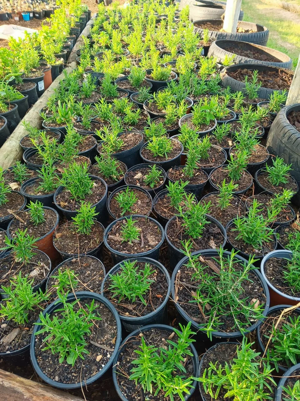 Rosemary seedlings in pots at the Green Finger farm in Somerset West